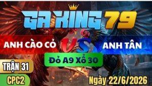 Trận 31 CPC2 Ngày 22/6/2026 - Bướm đá dỡ thua không tiếc gặp nài gà mắt ứa